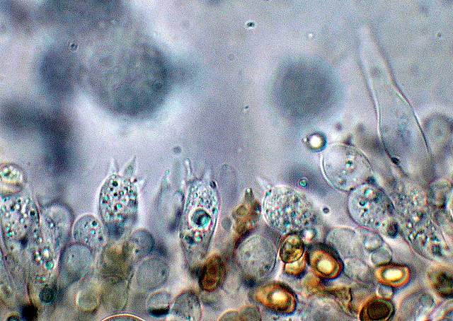 Galerina da deteminare n�11.